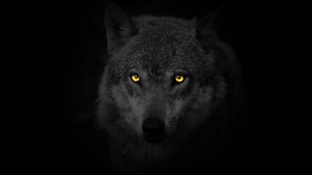 Wolf dark